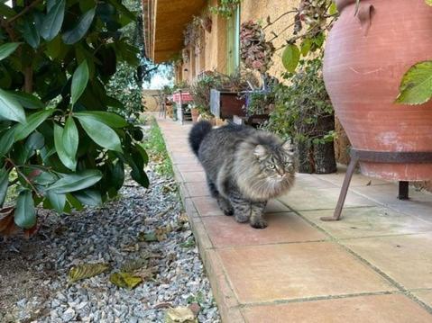Aurora 2-Bed Cottage - Sleeps 4 - Montseny Park Arbúcies Exteriör bild
